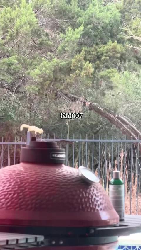 碟中谍之松鼠特工️