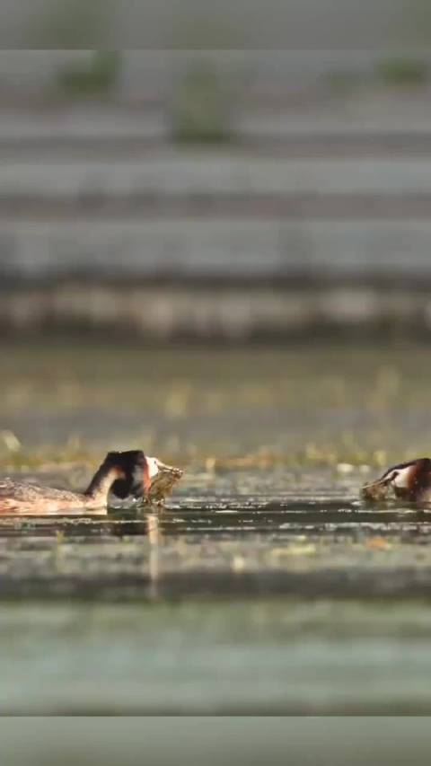 凤头䴙䴘湖面衔草示爱演绎自然浪漫