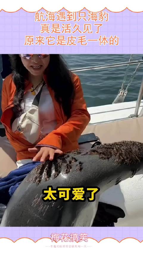 航海遇到只海豹，真是活久见了，原来它是皮毛一体的！