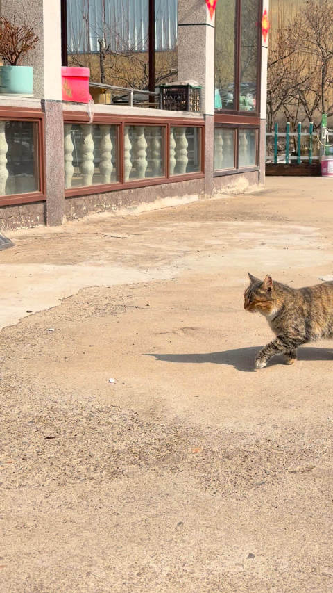 信女愿用小胖猫一斤肥肉换陶喆天津二开两张连坐