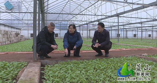 蓝山：邓群前往土市镇调研“三农”、烟叶生产、人居环境整治等工作