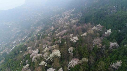 四川苍溪:十里樱花漫山开