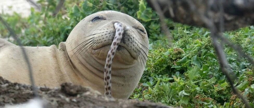 年轻海豹把鳗鱼插进鼻孔，只因为赶时髦？