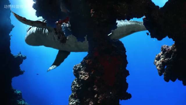 第二集 巨齿鲨跟利维坦鲸 两大海洋霸主的巅峰对决！