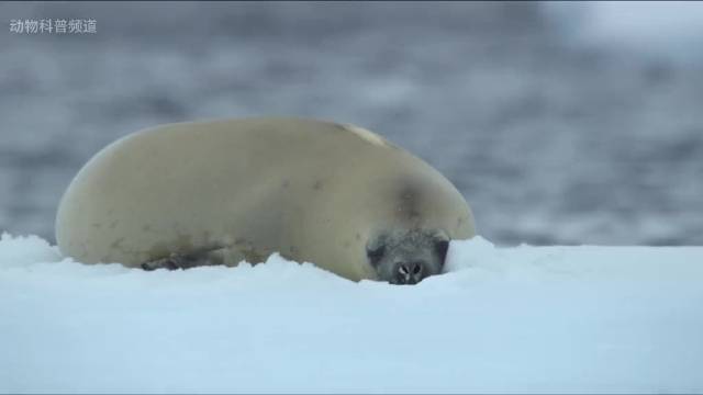 海豹：喂 110吗！我遭受了虎鲸四个小时的非人折磨