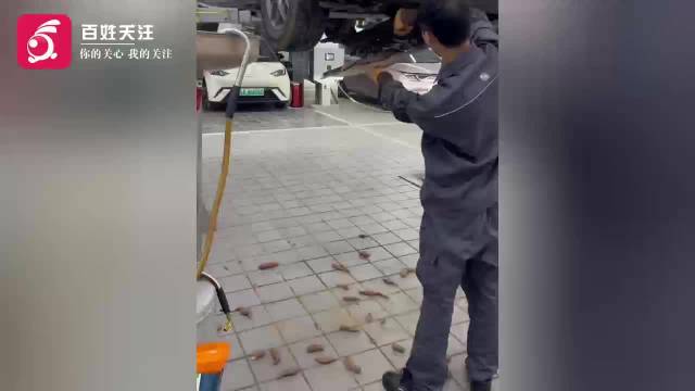 车停家门口半月被老鼠囤粮 底盘藏20斤红薯玉米