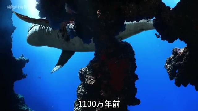 巨齿鲨跟利维坦鲸 两大海洋霸主的巅峰对决！