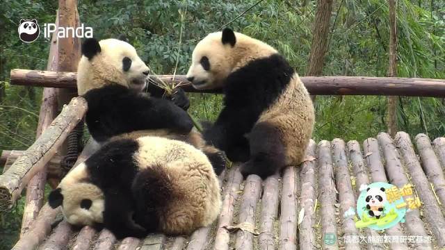 两只熊猫嬉闹一只蜷睡木架