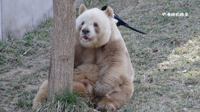 大熊猫七仔吃南瓜时遭喜鹊薅毛