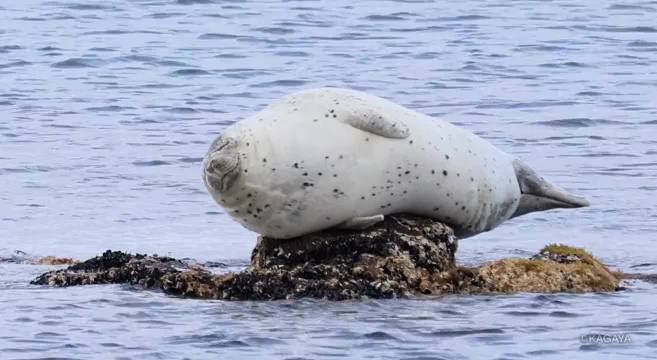 一只海豹在小石头上打盹