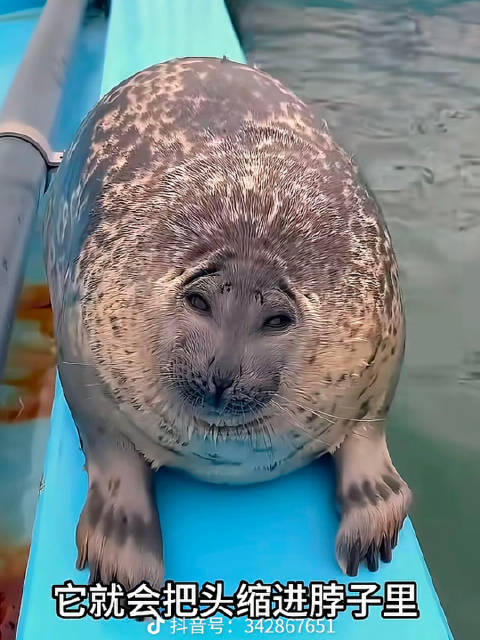 邪恶QQ肠……怎么分辨海豹，海狮和海象？