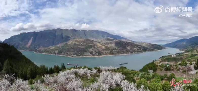 三峡江岸樱桃花绽放，周深歌声伴生态画卷