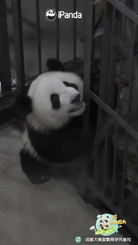 视频为证⬇️萌兰这孩子打小就聪明