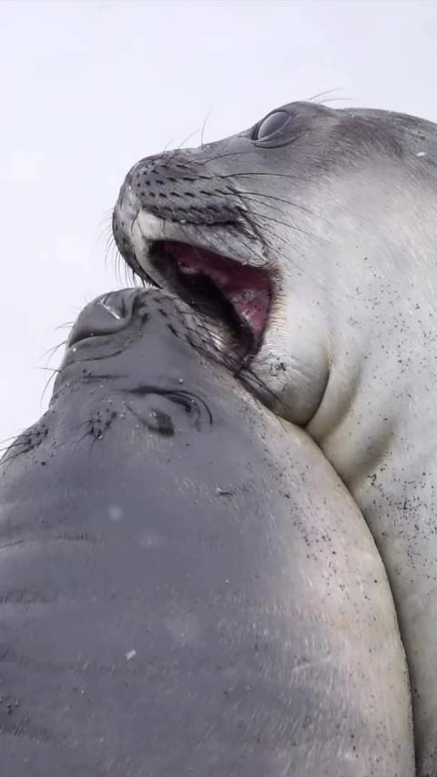 南象海豹幼崽萌态引关注