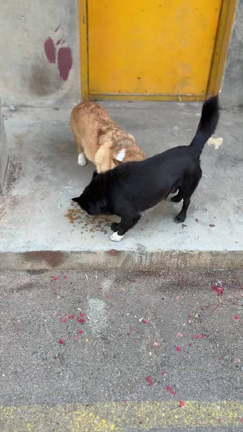 春节过后乡村恢复宁静，村民携宠物外出散步