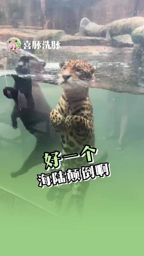 海豹：要不咱俩换换 ，海豹 精彩的动物世界精彩瞬间