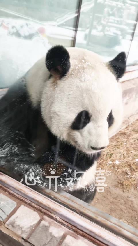 雪佛兰大贴贴26.3.5.大熊猫萌兰北京动物园