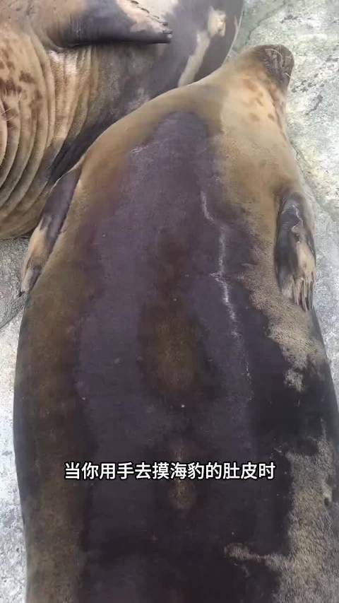 海豹的体型很像猪，但性格却又像小狗！