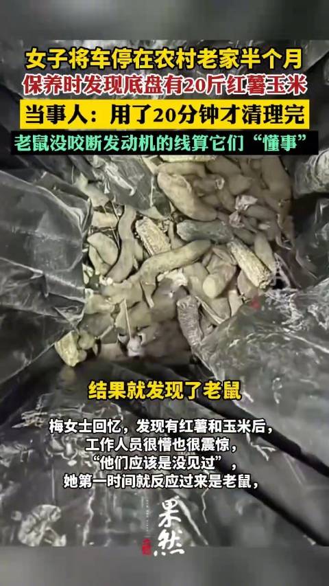 当事人回应车底盘被老鼠囤20斤粮食