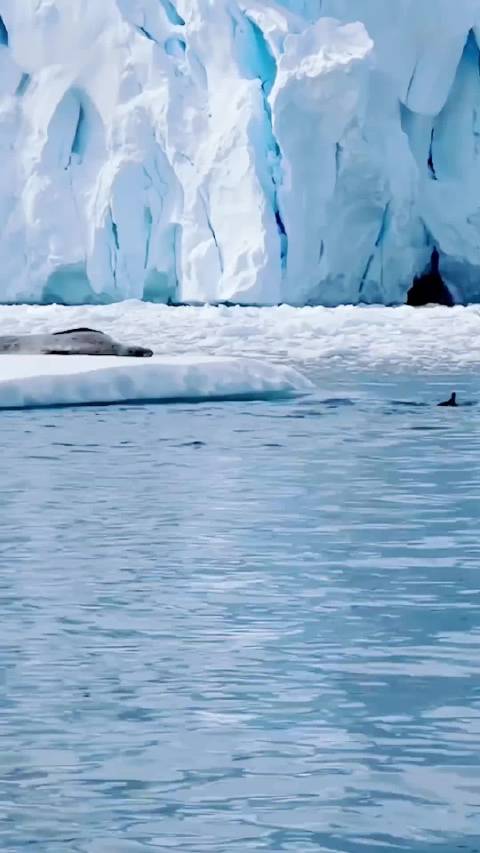 企鹅跳上冰面的时候海豹还没准备好，企鹅：溜了溜了，海豹：那再睡会儿吧