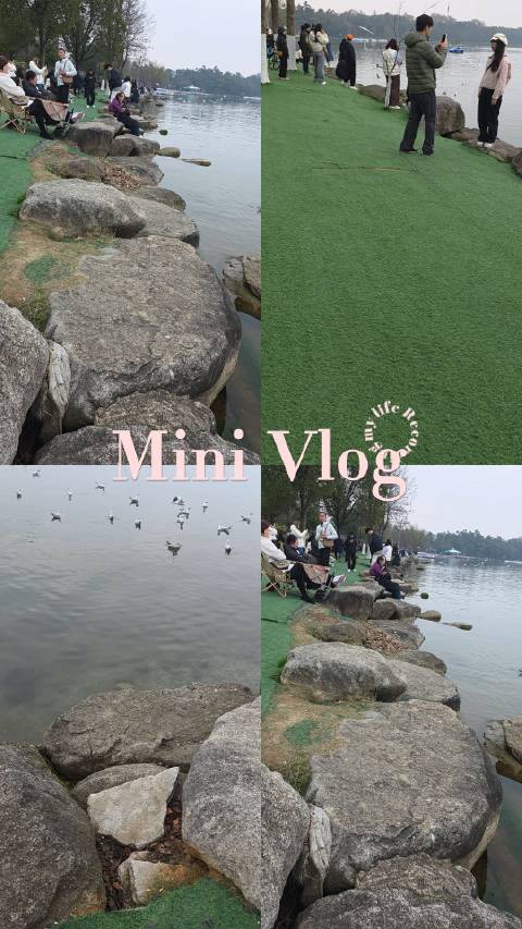 武汉东湖海鸥嬉戏碧波展现自然和谐之美