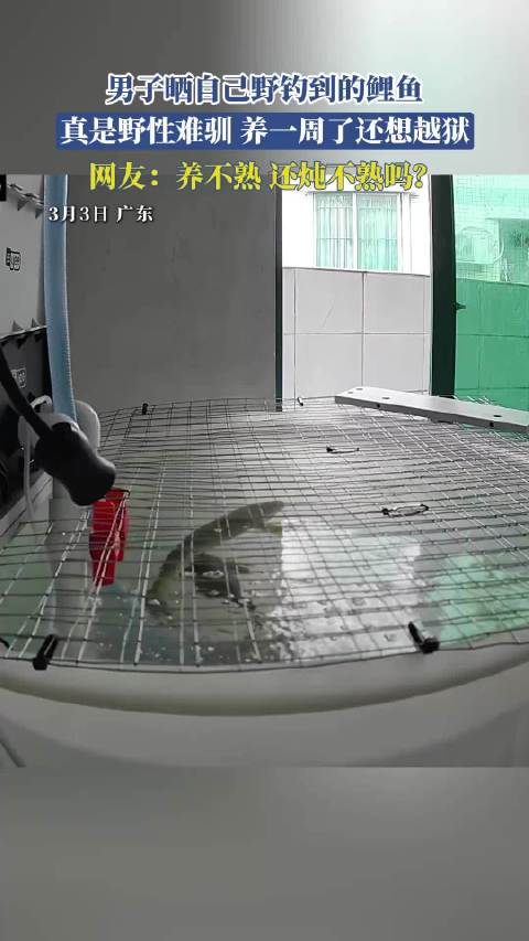 男子野钓鲤鱼养一周仍越狱，网友调侃炖不熟