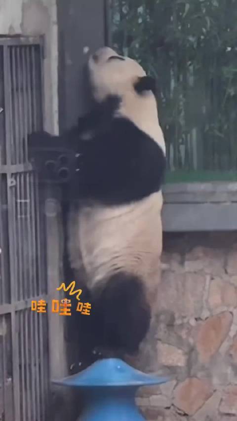 大熊猫萌兰再次尝试越狱，展现不服输精神
