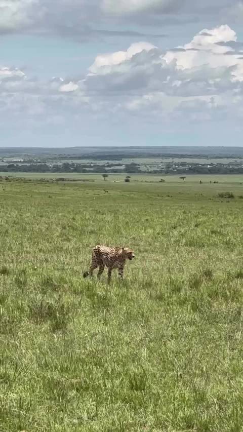 猎豹仔仔伤愈回领地，姆万佳状态差未获救助