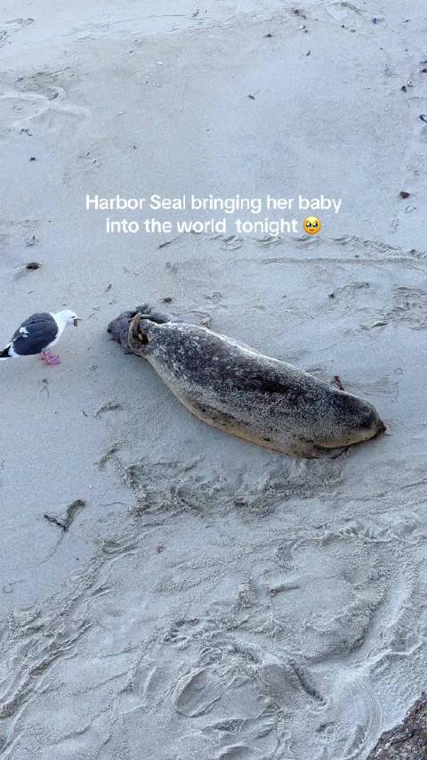 美国网友拍到海豹妈妈分娩全过程！旁边还有两只海鸥在捣乱