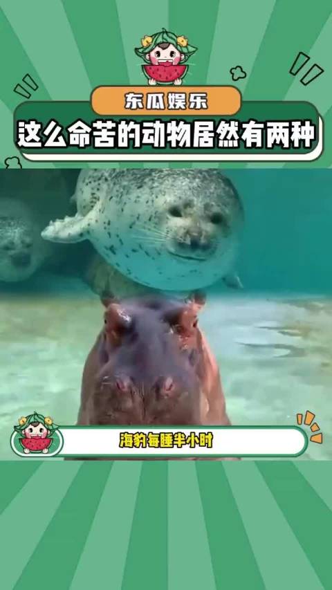 海豹和河马就这样上上下下浮浮沉沉