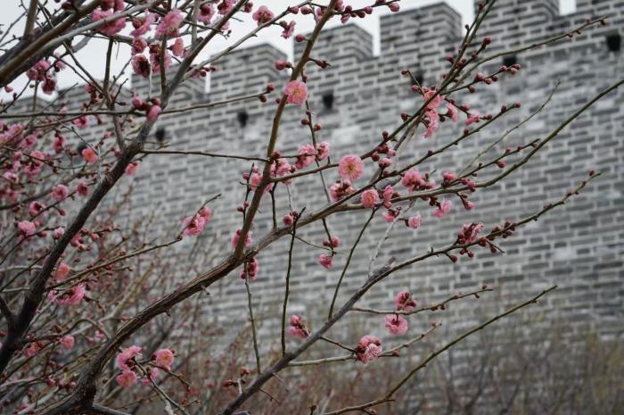 看北京｜北京明城墙遗址公园梅花绽放