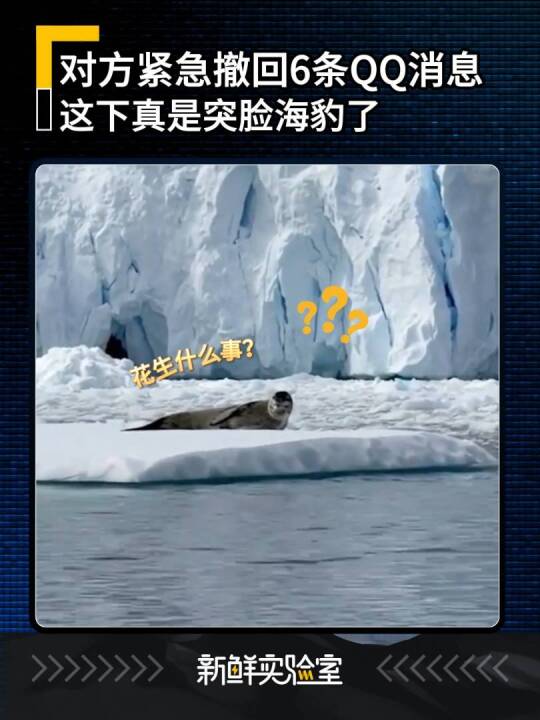 对方紧急撤回6条QQ消息！怎么会有傻企鹅突脸海豹啊