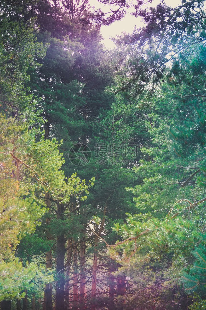 治愈风景图片素材:森林海滩的宁静力量