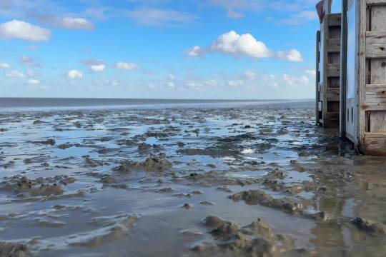 荷兰海豹中心放归救助海豹Dropje和Oof