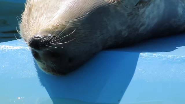 豹豹巴适 Pusa hispida X: cocoa49136