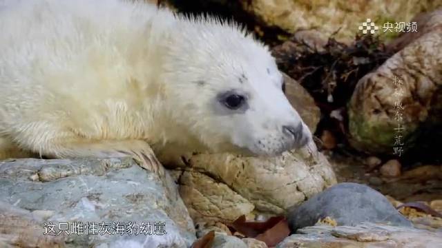 原来灰海豹幼崽的叫声是这样的