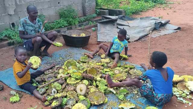 乡村孩童助农收向日葵，脱粒如游戏乐在其中