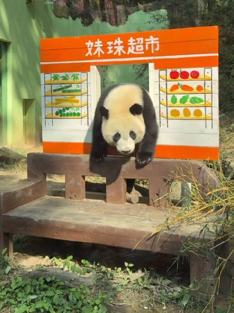 妹猪越狱爬大宝座失足跌落引围观