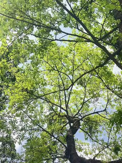 阳光信用超话倡导自然疗愈，绿叶山风抚慰心灵