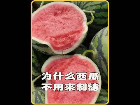 西瓜齁甜却不制糖？92% 是水 + 加工血亏，甘蔗甜菜早占坑