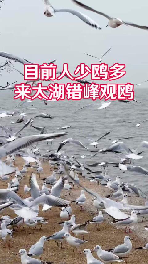 太湖边错峰观鸥人少鸥多