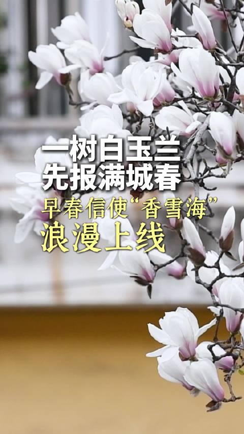 合肥街头玉兰绽放，春风拂过花瓣如雪
