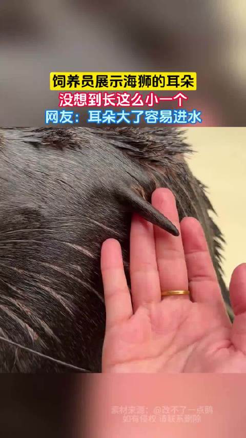 饲养员展示海狮的耳朵，没想到长这么小一个，网友：耳朵大了容易进水