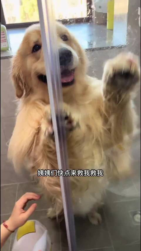 网友发布给狗洗澡视频称其像海豹引争议