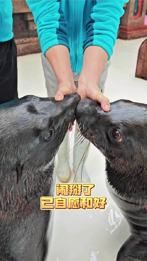 糟糕！是心动的感觉？海狮界的霸道总裁吻！海狮皇家海洋乐园很哇塞