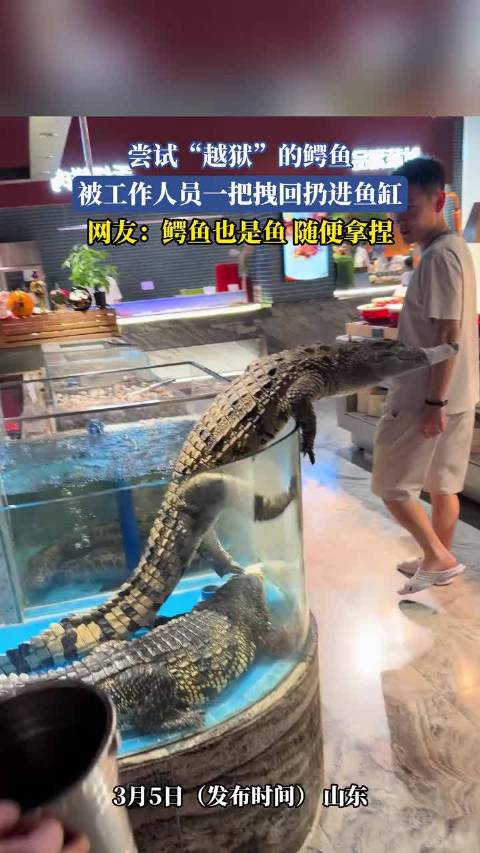 尝试越狱的鳄鱼，被工作人员一把拽回扔进鱼缸，网友：鳄鱼也是鱼 随便拿捏 ！