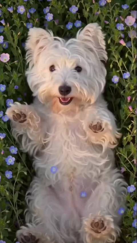 我的马可 乖宝宝