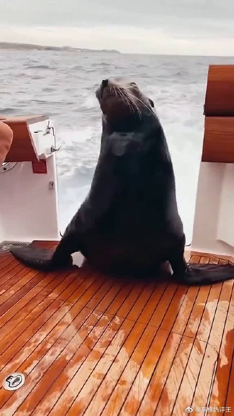 海豹骂骂咧咧的就走了