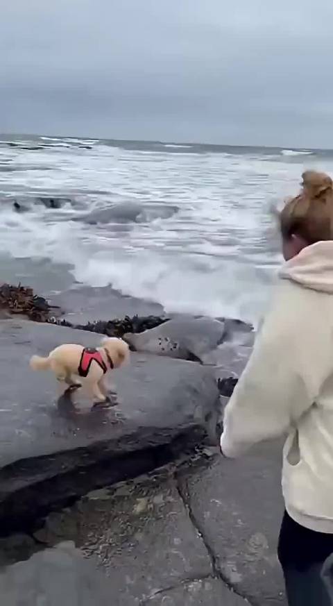 国外海边一条狗被海豹叼走了！