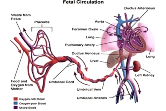 一秒钟看懂脐带扭转：如何避免影响胎儿健康的意外？